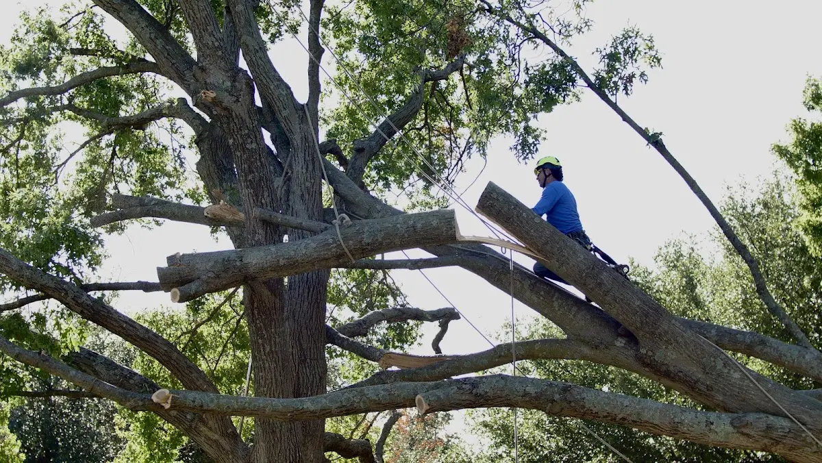 Professional Crown Thinning performed by certified arborists in Portlandville