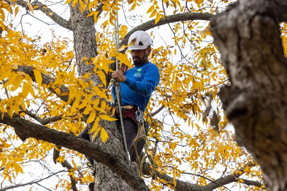 Skilled Tree Pruning crew working in Portlandville