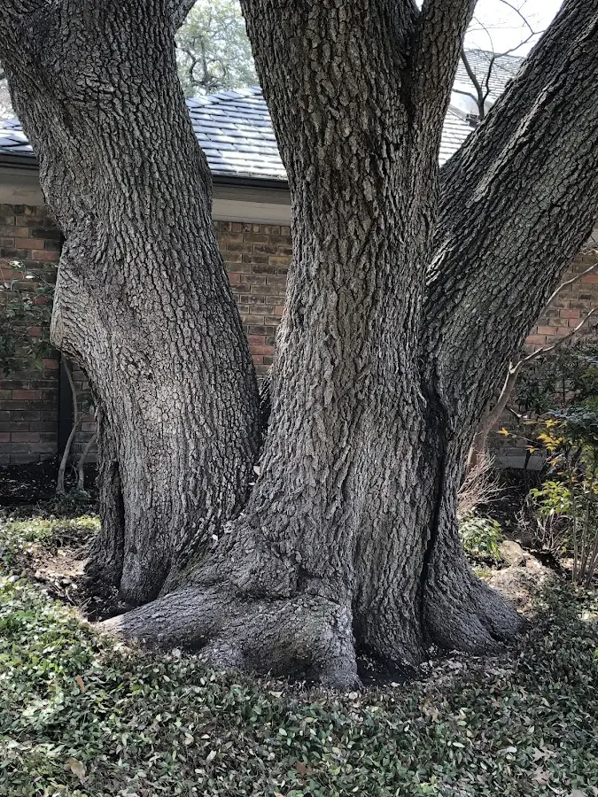 Mature heritage tree close to a Portlandville property cared for by certified arborists